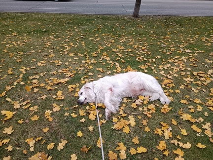 k-IMG 20211115 080215