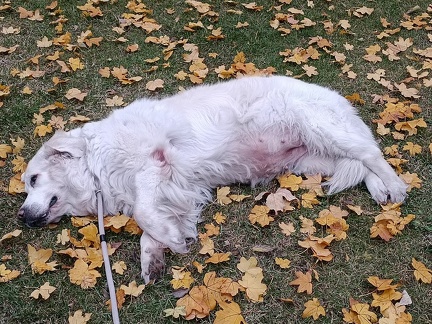 k-IMG 20211115 080221