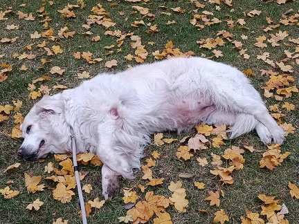 k-IMG 20211115 080222