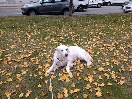 k-IMG 20211115 080243