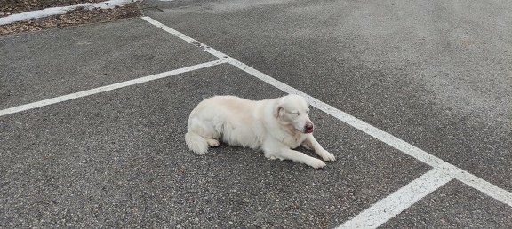 k-IMG 20210219 133241