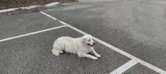 k-IMG 20210219 133245